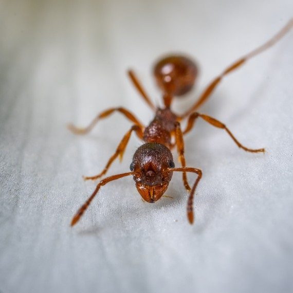 Field Ants, Pest Control in Merton, SW19. Call Now! 020 8166 9746
