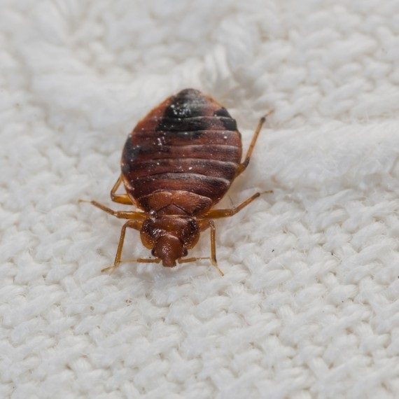 Bed Bugs, Pest Control in Merton, SW19. Call Now! 020 8166 9746