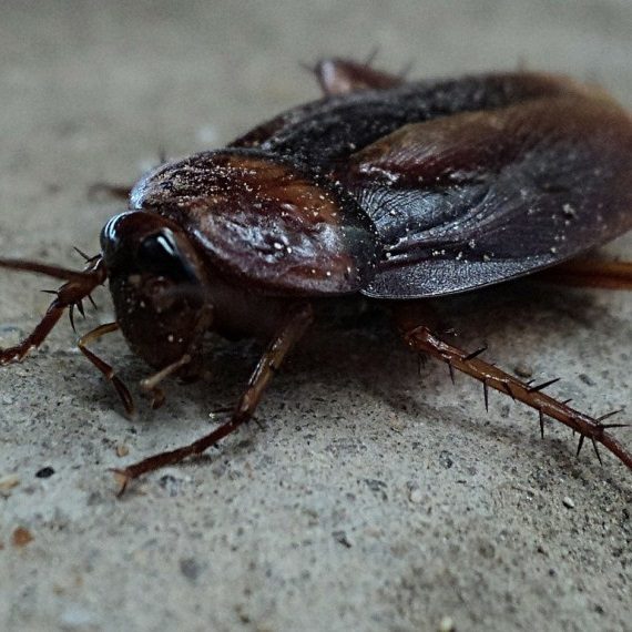 Cockroaches, Pest Control in Merton, SW19. Call Now! 020 8166 9746