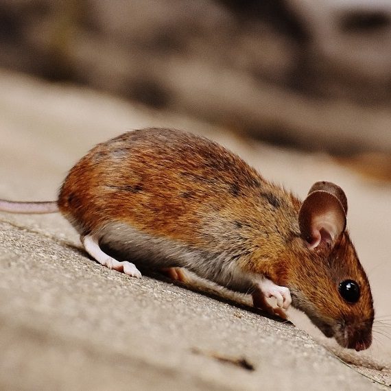 Mice, Pest Control in Merton, SW19. Call Now! 020 8166 9746
