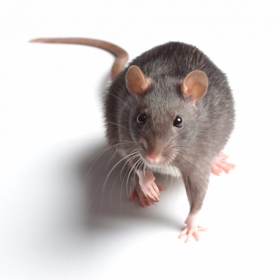 Rats, Pest Control in Merton, SW19. Call Now! 020 8166 9746