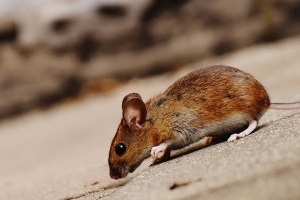 Mouse extermination, Pest Control in Merton, SW19. Call Now 020 8166 9746