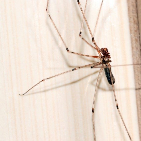 Spiders, Pest Control in Merton, SW19. Call Now! 020 8166 9746