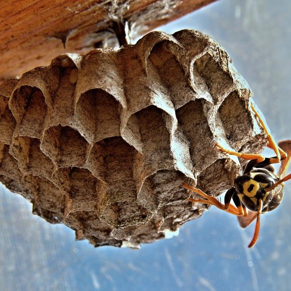 Wasps Nest, Pest Control in Merton, SW19. Call Now! 020 8166 9746