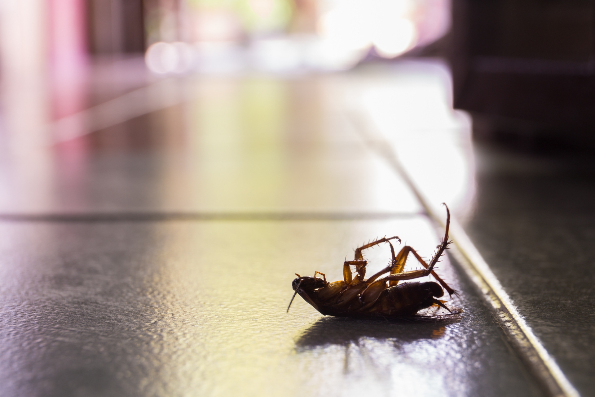 Cockroach Control, Pest Control in Merton, SW19. Call Now 020 8166 9746