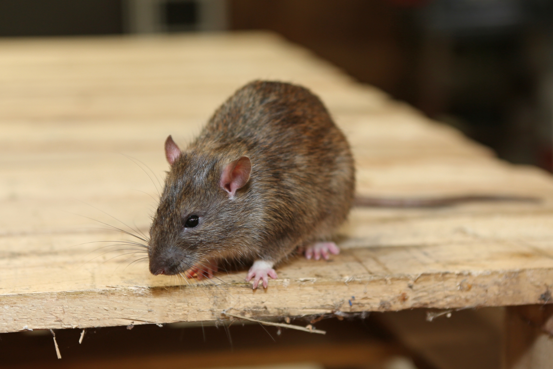 Rat Infestation, Pest Control in Merton, SW19. Call Now 020 8166 9746