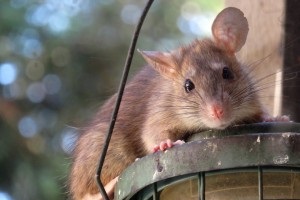 Rat Infestation, Pest Control in Merton, SW19. Call Now 020 8166 9746