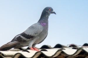 Pigeon Pest, Pest Control in Merton, SW19. Call Now 020 8166 9746